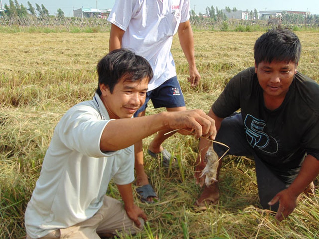 Chuot dong mien Tay mua nuoc noi: Map u, ngon thit-Hinh-7